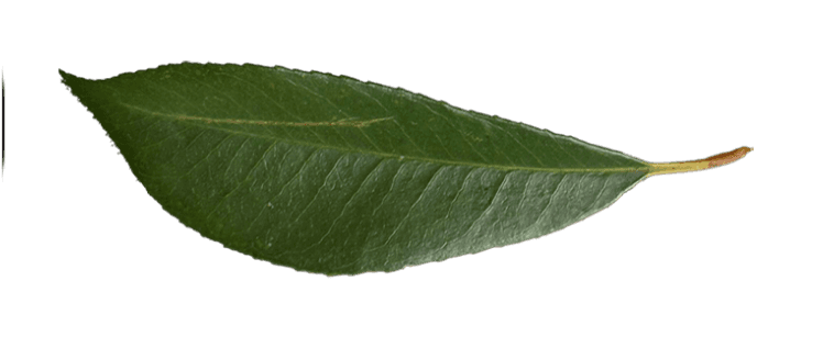 Leaf Image